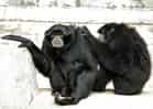 動物図鑑・フクロテナガザルの写真 1